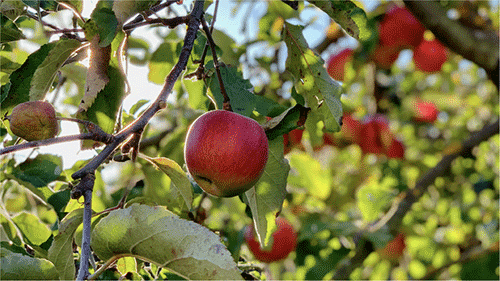 apple tree.