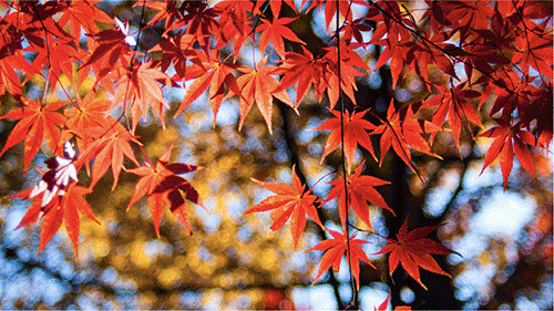 maple tree.