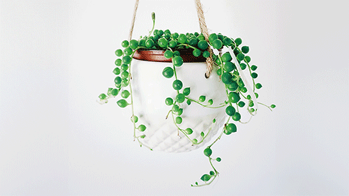 string off pearls